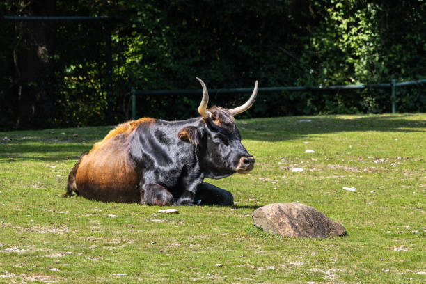 istock Heck cattle, Bos primigenius taurus or aurochs in a German park 2186997045