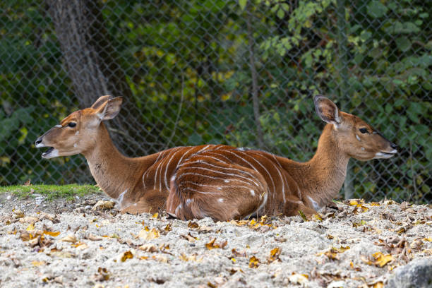istock Nyala Antelope - Tragelaphus angasii. Wild life animal. 2186997215