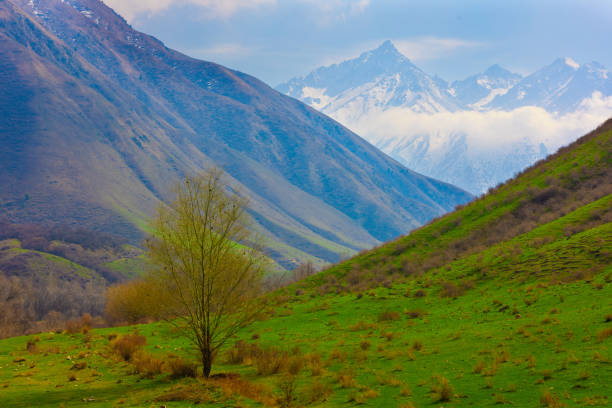 Spring tree at majestic mountains environment