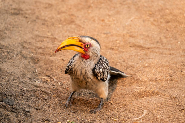Close up of a Southern Yellow Billed Hornbill on the ground in South Africa