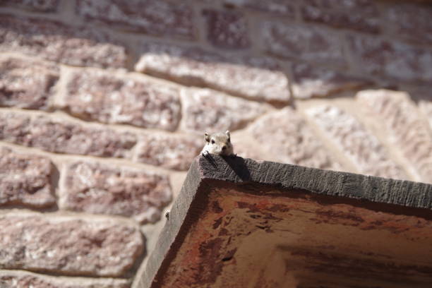 Squirrel in Mehrangarh Fort