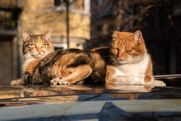 istock Adorable ginger street cat 2187000994
