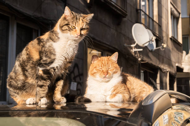 istock Two adorable street cats 2187001274