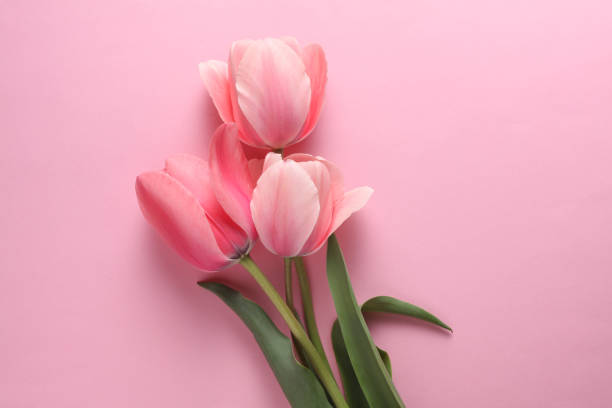 istock Tulips on a pink background. Top view 2187002090