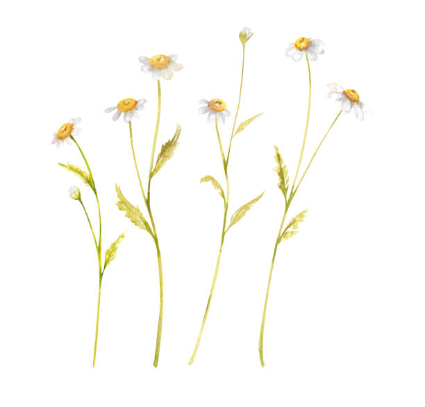 istock Set of small white watercolor daisies. Chamomile. Hand drawn illustration on white background 2187004482
