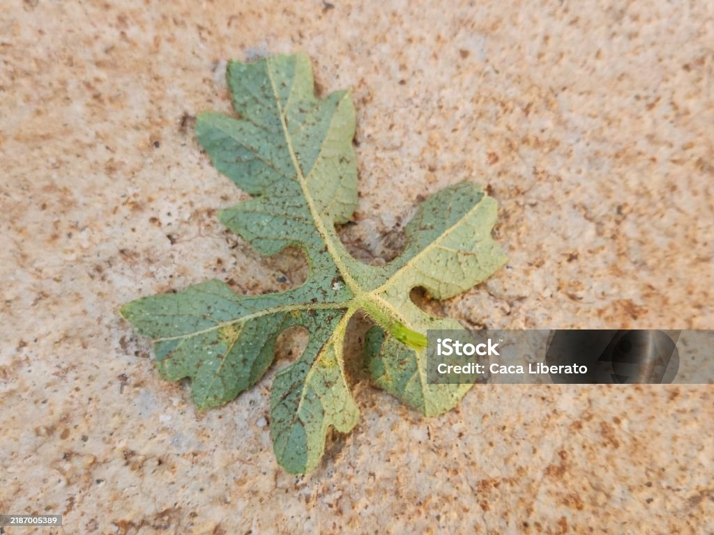 Characteristics of Maxixe (Cucumis anguria) Leaves: Texture and Color, The Foundation of Photosynthesis - Royalty-free Bitki Stok görsel Characteristics of Maxixe (Cucumis anguria) Leaves: Texture and Color, The Foundation of Photosynthesis - Royalty-free Bitki Stok görsel