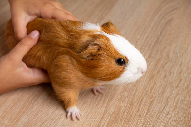 hands holding a guinea pig, on a wooden background.