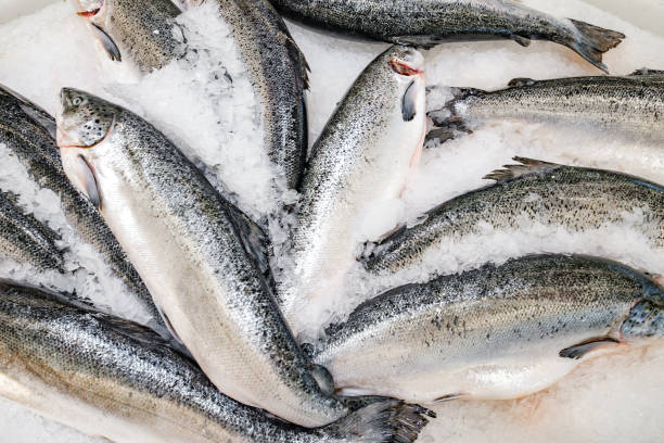 istock fresh raw whole salmon chilled on ice 2187006768