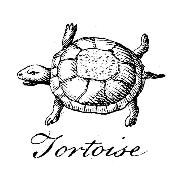 Heraldry, coat of arms elements and families: Tortoise