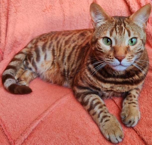 istock Bengal cat (Tabby color) sitting on a chair 2187007153