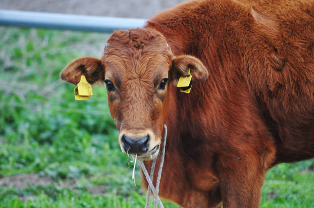 The beautiful Animal Cow in the natural environment at the farm