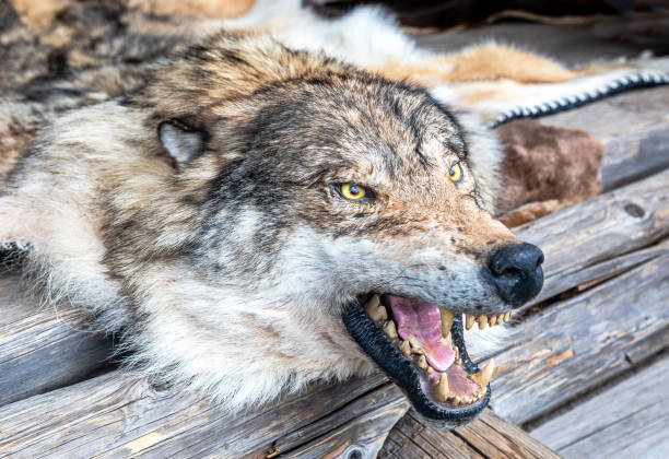 Wolf skin with a grinning muzzle. Stuffed predatory forest animal. Dressed skin with head. Stuffed wolf head. Muzzle of an animal with open mouth