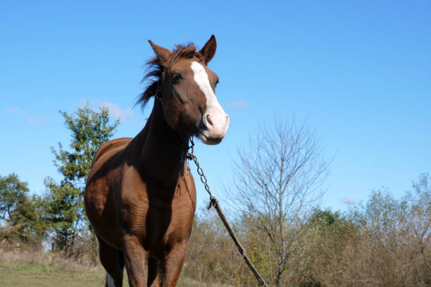 istock Horses graze in the field. Agriculture. Caring for horses. 2187008568