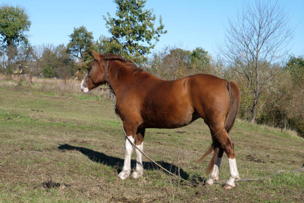 istock Horses graze in the field. Agriculture. Caring for horses. 2187008574