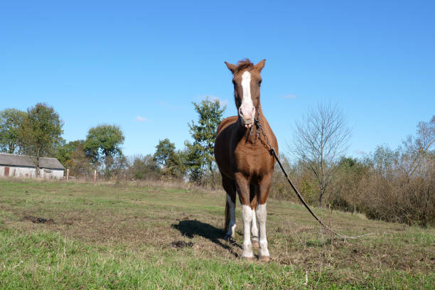 istock Horses graze in the field. Agriculture. Caring for horses. 2187008802
