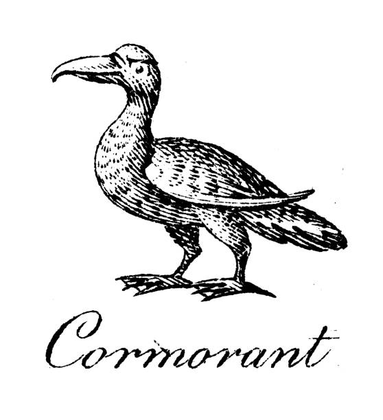 Heraldry, coat of arms elements and families: Cormorant