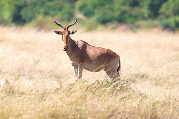 istock Hartebeest King of the Hill 2187009095