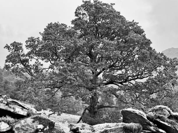 An old oak tree with a dry stone wall in the foreground