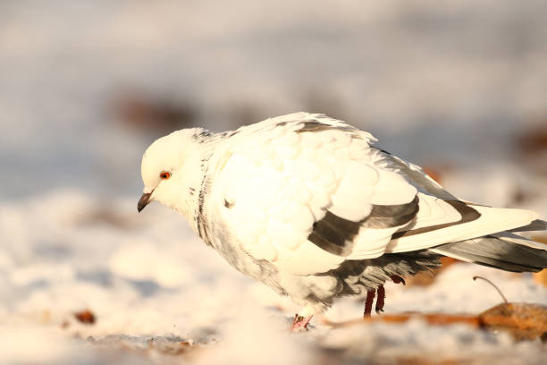 The domestic pigeon  is a pigeon subspecies that was derived from the rock dove.\nFlying bird Stock photo.