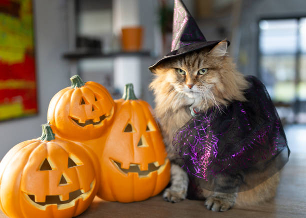 istock Unhappy Cat with a Witch Costume 2187010929