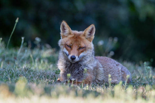istock Close-up red fox 2187011919