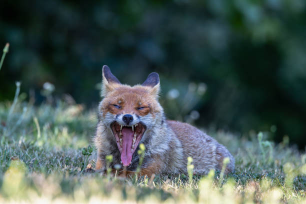 istock Close-up red fox 2187012040