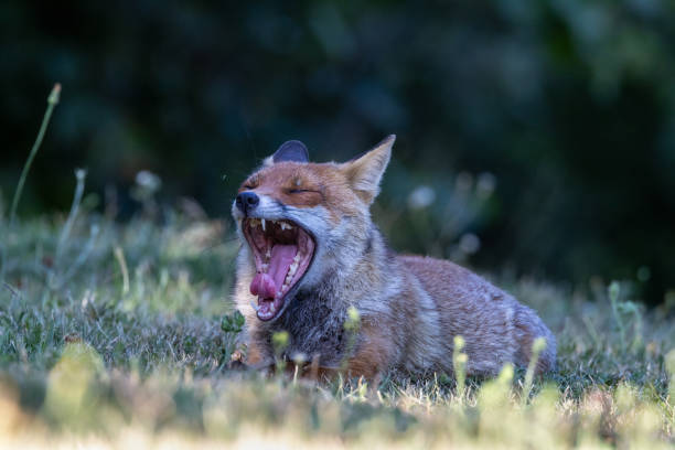 istock Close-up red fox 2187012067