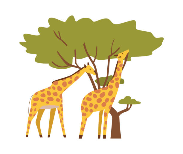 istock Vector illustration of giraffes munching on leaves from trees. 2187012823