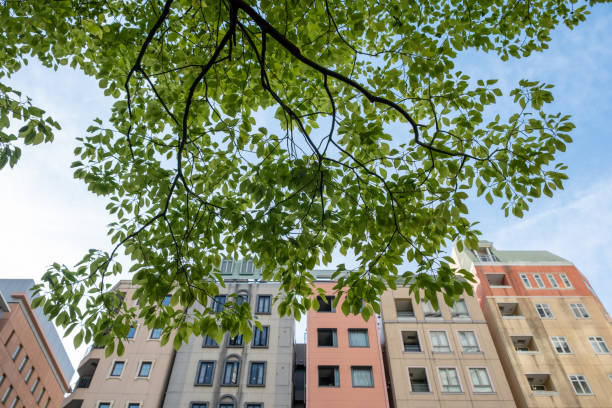 Urban buildings framed by the green leafy branches of a tree, low-angle view. Blue cloudy sky