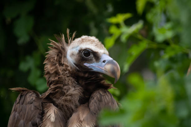 cinereous vulture on green tree branch Close-up view portrait of Aegypius monachus (cinereous vulture or Eurasian black vulture) bird with brown plumage sitting on green tree branch in cloudy summer day. Soft focus. Beauty in nature theme. eurasian black vulture stock pictures, royalty-free photos & images