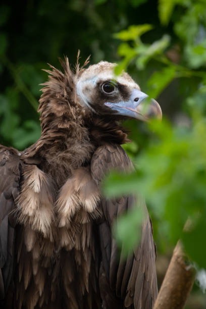 istock cinereous vulture on green tree branch 2187014231