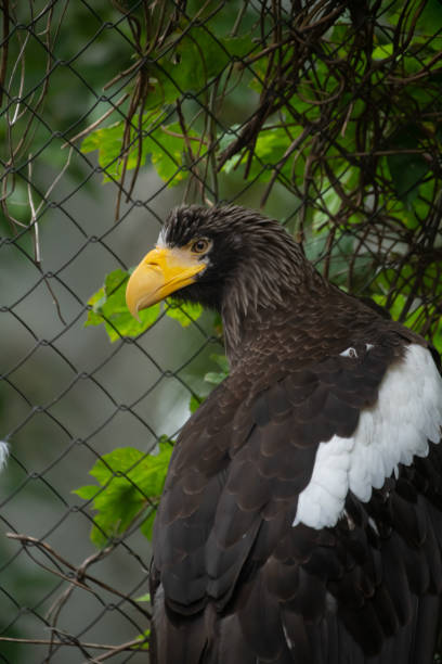 istock Steller's sea eagle by cage 2187014317