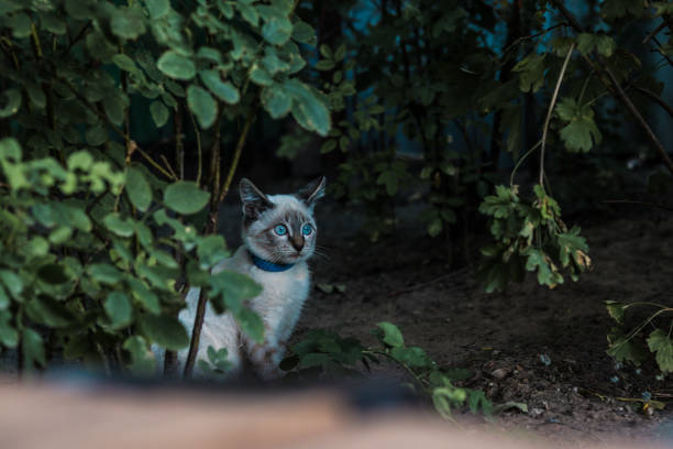 a small cat in a blue collar sits near the bushes and looks into the distance
