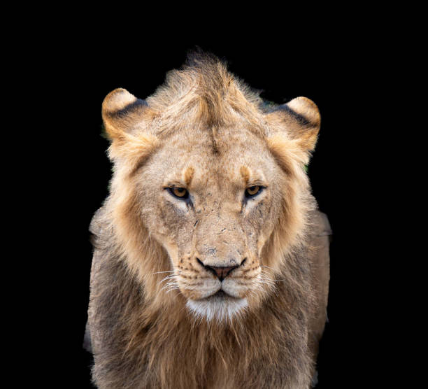 istock Lion portrait with black background 2187015419