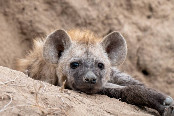 Cute Hyena Cub