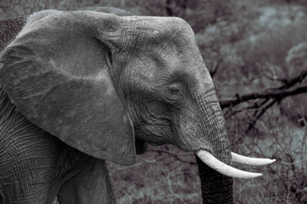istock Bull Elephant in Black and White 2187015434
