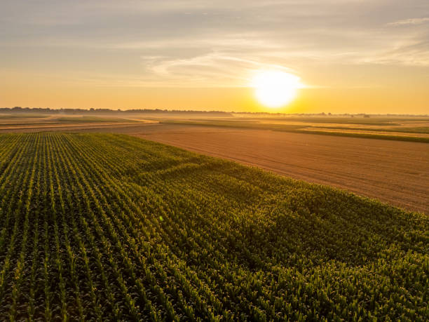 istock Summer Sunrise Over Lush Cornfield 2187016081
