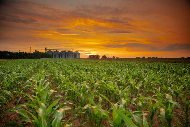 istock Sunset Over Lush Cornfield with Silo Horizon 2187016263