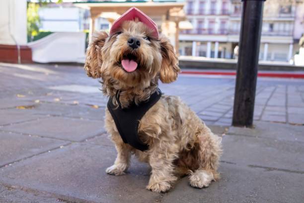 istock Running dog with cap and chest 2187018314