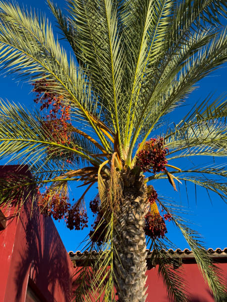 istock Tropical Palm Tree With Ripe Dates Against a Clear Blue Sky in a Vibrant Outdoor Setting 2187020621