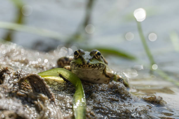istock Marsh frog sits in lake and watches close-up. 2187020932