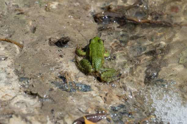 Marsh frog sits in lake and watches close-up. Green toad species of tailless amphibians of family ranidae. Single reptile of pelophylax ridibundus common in water. Portrait wet wild animal in pond.