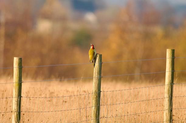 istock Green woodpecker woodland bird perched on a fence post 2187021189