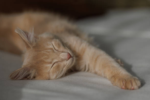 Play with lovely cats