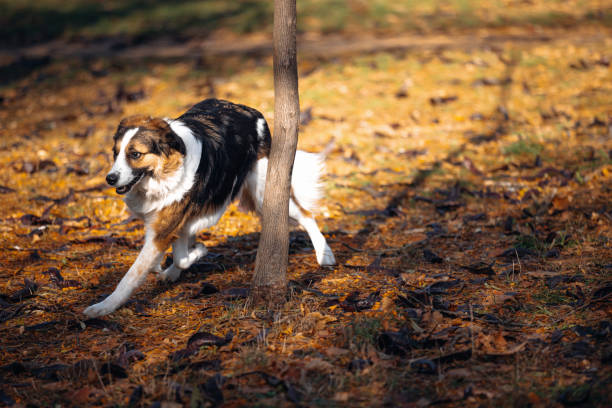 An energetic dog plays amidst fallen leaves in an autumn forest. The dog's playful nature and the vibrant fall colors capture the essence of joy and liveliness. The scenery conveys a sense of warmth and amusement, perfect for nature lovers.