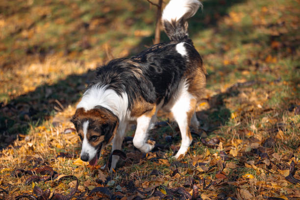 A curious dog is seen sniffing the autumn leaves on a sunlit forest trail. The scene is filled with intrigue and warmth, capturing the playful curiosity and joy of exploration. The vibrant autumn colors enhance this beautiful nature moment.