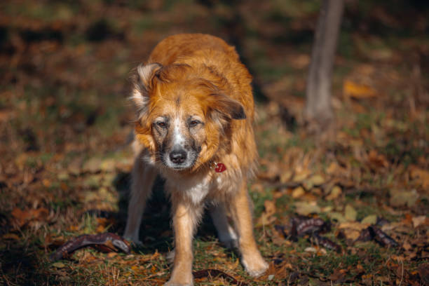 An elderly dog with brown fur and a white belly stands amid fallen leaves in a sunlit park, exuding a serene and gentle presence. The play of light and shadow enhances the warm autumn ambiance and highlights the dog's peaceful expression.