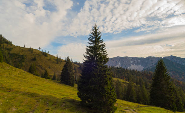Green Landscape on Mountain Rotwand Bavaria