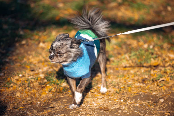 istock Small gray dog in blue sweater walking in a natural park. 2187021921