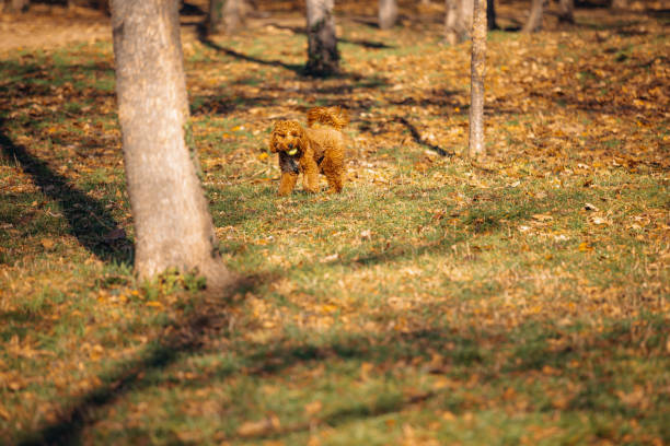 A fluffy brown dog stands alone in the middle of a sunlit park, surrounded by leafy trees and patches of golden grass. The image showcases the beauty of solitude under the sun, embodying a sense of freedom and tranquility in the open, natural environment.